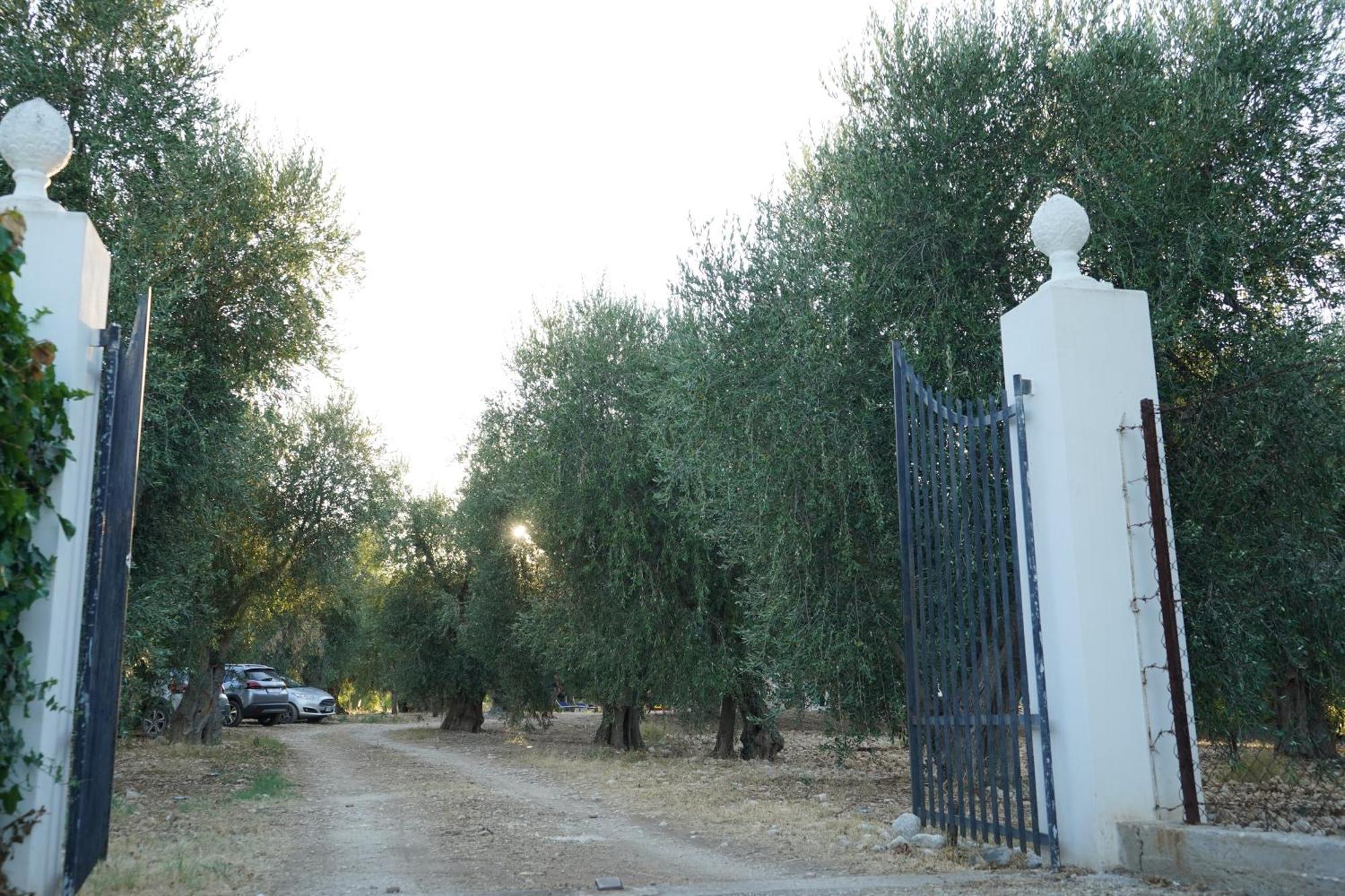 Olive&Sea Villa-Olive Mattinata Exterior photo